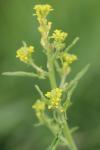 Sisymbrium officinale