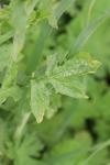 Sisymbrium officinale