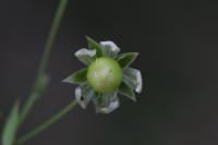Silene baccifera