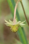 Fragaria vesca