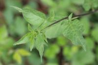 Solanum dulcamara