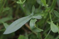 Rumex acetosella
