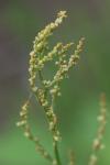 Rumex acetosella