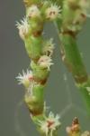 Rumex acetosella