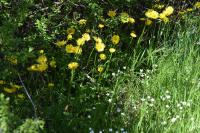 Doronicum plantagineum
