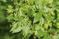 Euonymus europaeus