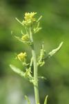 Sisymbrium officinale