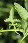 Sisymbrium officinale
