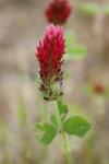Trifolium incarnatum