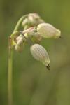 Silene vulgaris