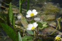 Ranunculus aquatilis