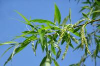 Salix alba