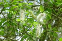 Salix caprea
