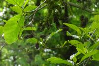 Alnus glutinosa