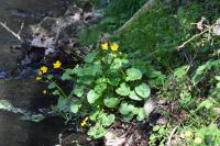 Caltha palustris