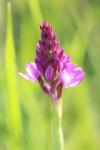 Anacamptis pyramidalis