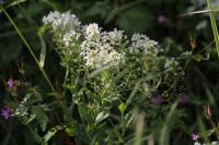 Lepidium draba