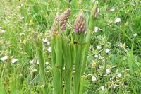 Anacamptis pyramidalis