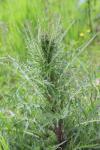 Cirsium palustre