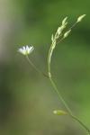 Stellaria graminea