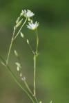 Stellaria graminea
