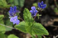Veronica chamaedrys
