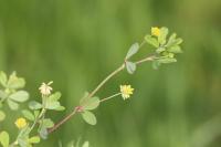 Trifolium dubium