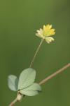 Trifolium dubium