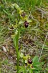 Ophrys aranifera