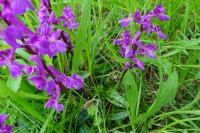 Orchis mascula