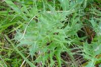 Eryngium campestre