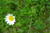 Leucanthemum vulgare