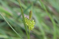 Carex pallescens