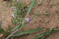 Spergularia rubra