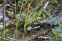 Luzula multiflora