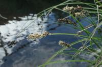 Carex paniculata