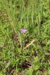 Geranium columbinum