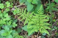 Dryopteris dilatata