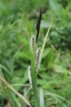Carex riparia
