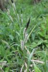 Carex riparia