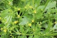 Ranunculus sceleratus