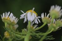 Tripleurospermum inodorum