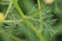 Tripleurospermum inodorum