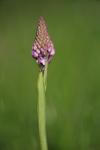 Anacamptis pyramidalis