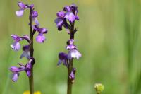 Anacamptis morio