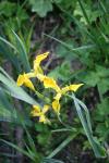Iris pseudacorus