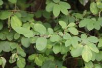 Symphoricarpos albus