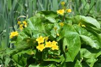 Caltha palustris