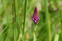 Anacamptis pyramidalis