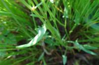 Rumex acetosella